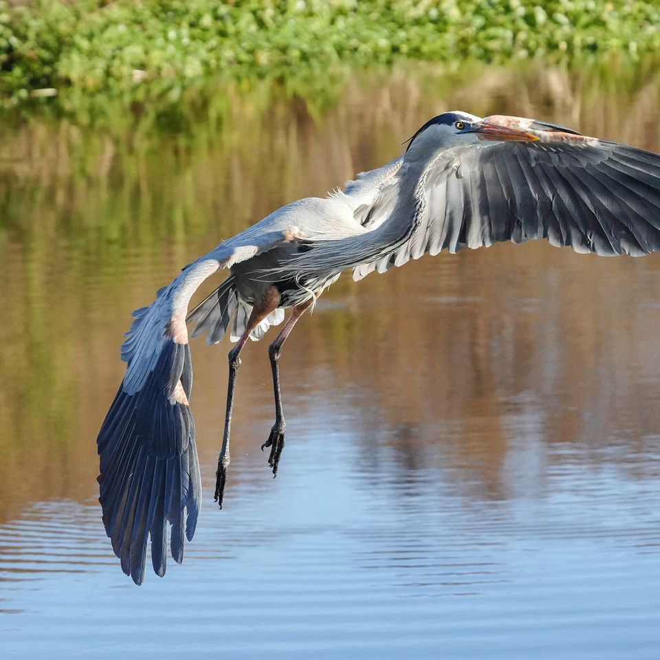 Heron landing 1   sig website