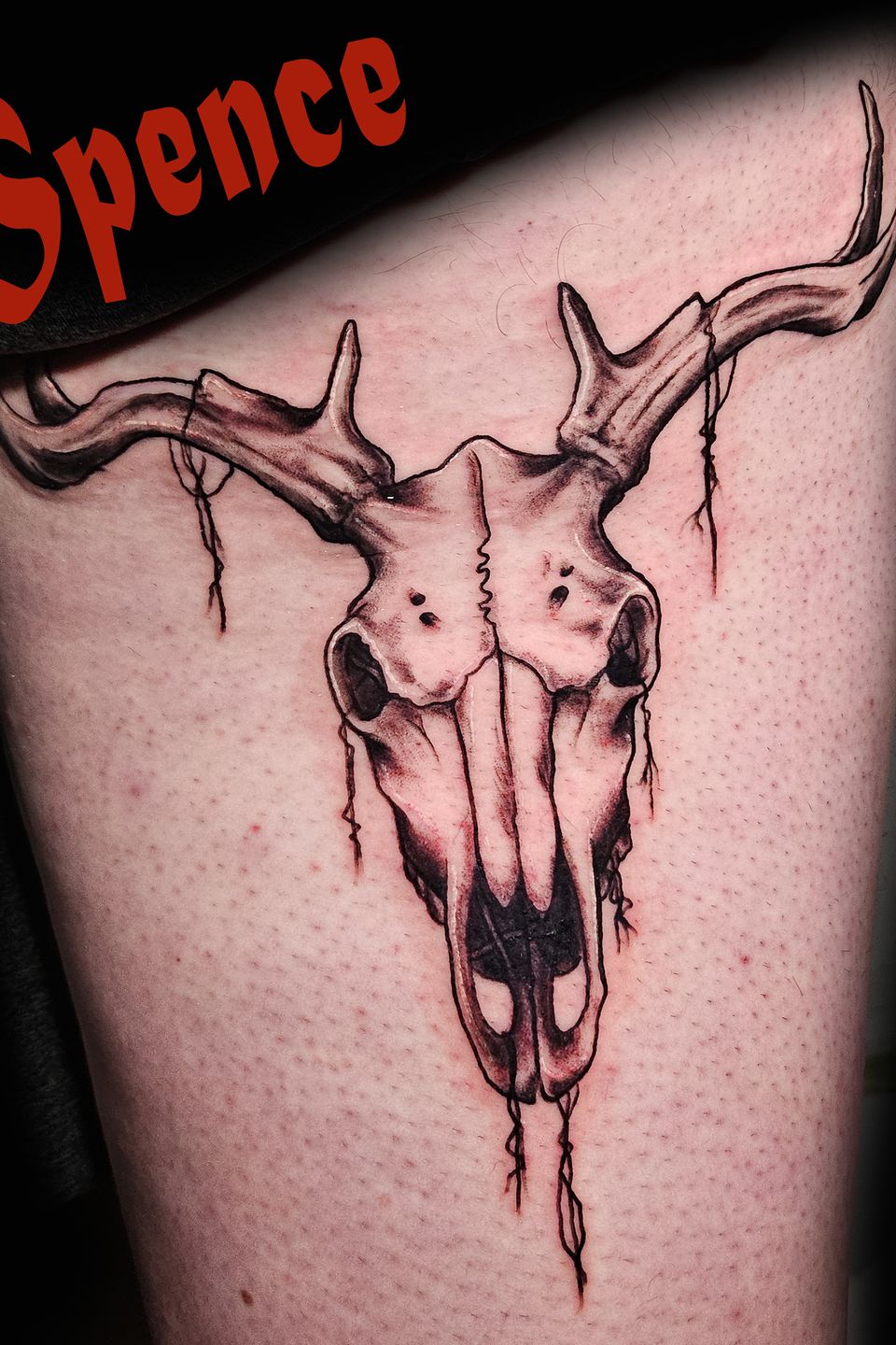 Spence deer skull