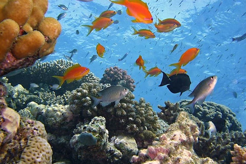 Https c1.wallpaperflare.compreview814886575diving underwater reef sea