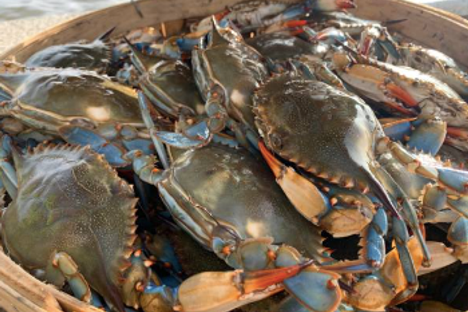 Blue crabs