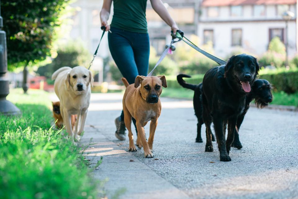 Dog walking and pet sitting hero