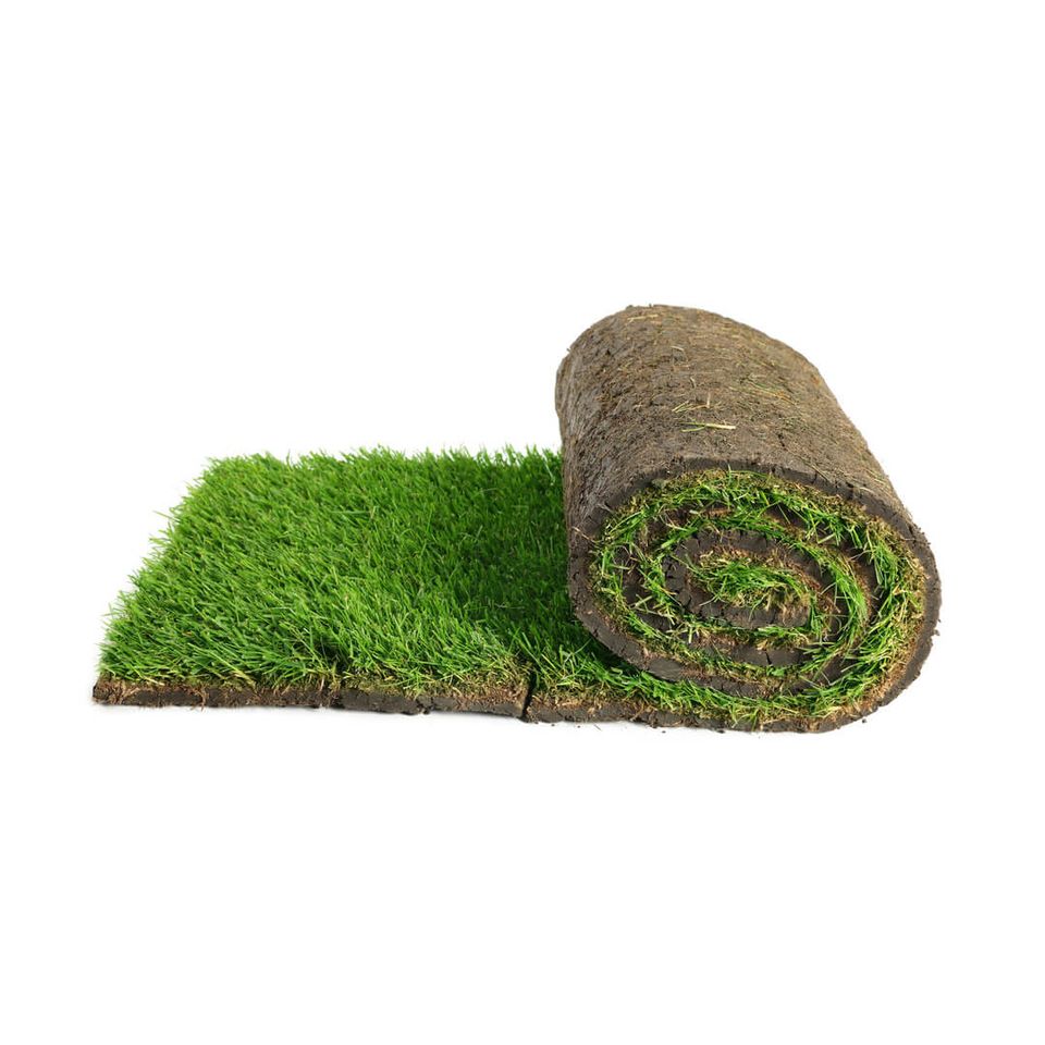 Rolled sod isolated