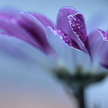 Purple flower g2ac750468 1920