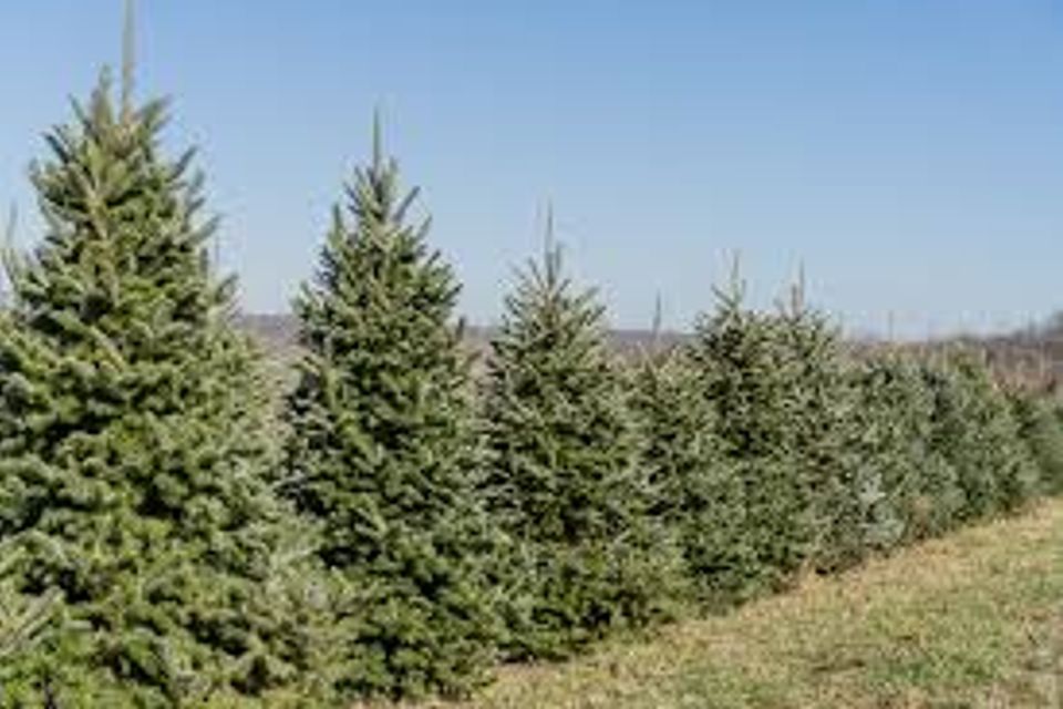 Fraser fir