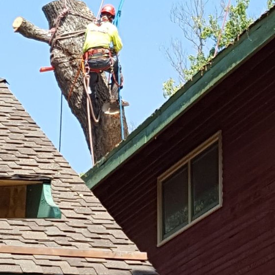Professional arborist using secure safety lines to dismantle a large tree canopy – Bud’s Tri-County Tree Services Inc. – Licensed #785788