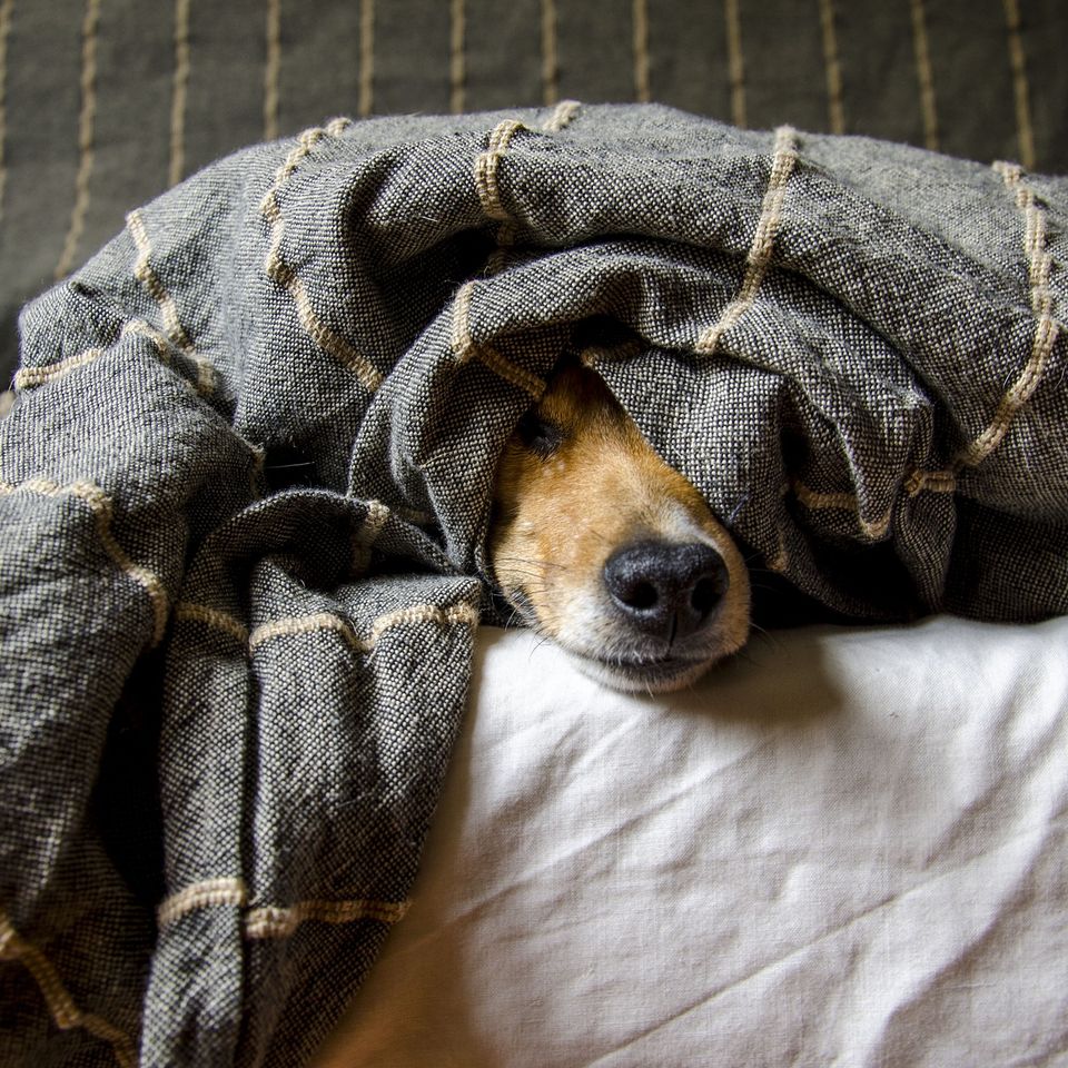 Dogs gd27cbdc75 1920