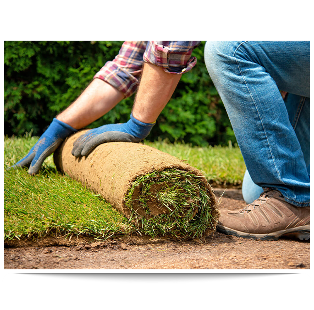Sod installation