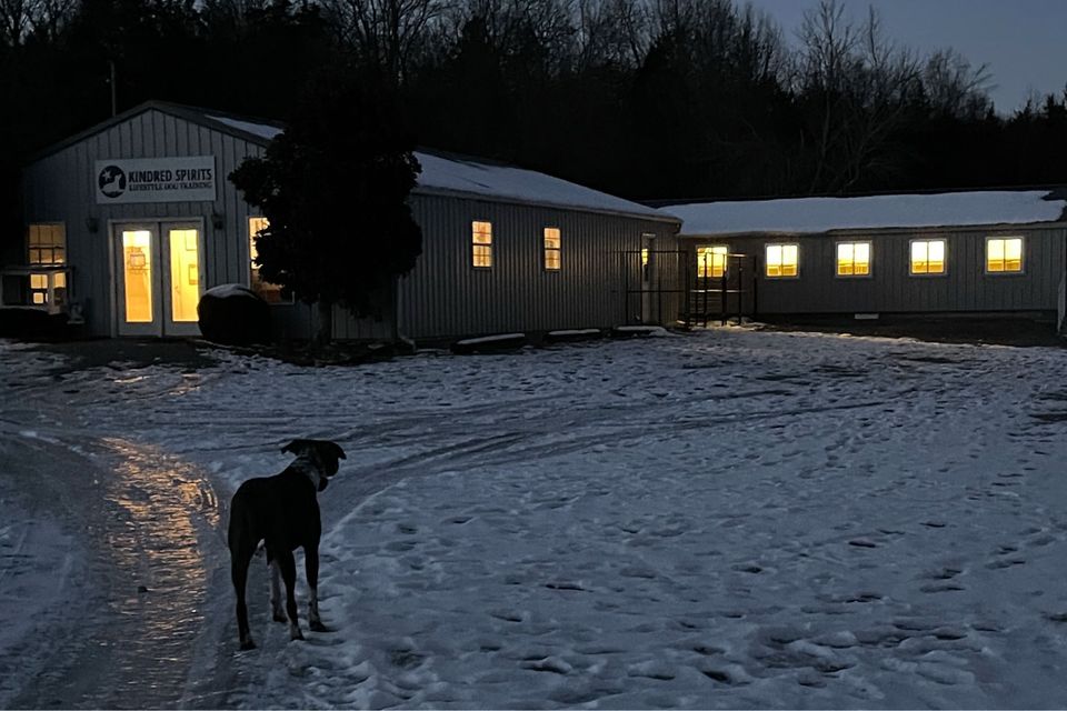 Kindred spirts dog training 10