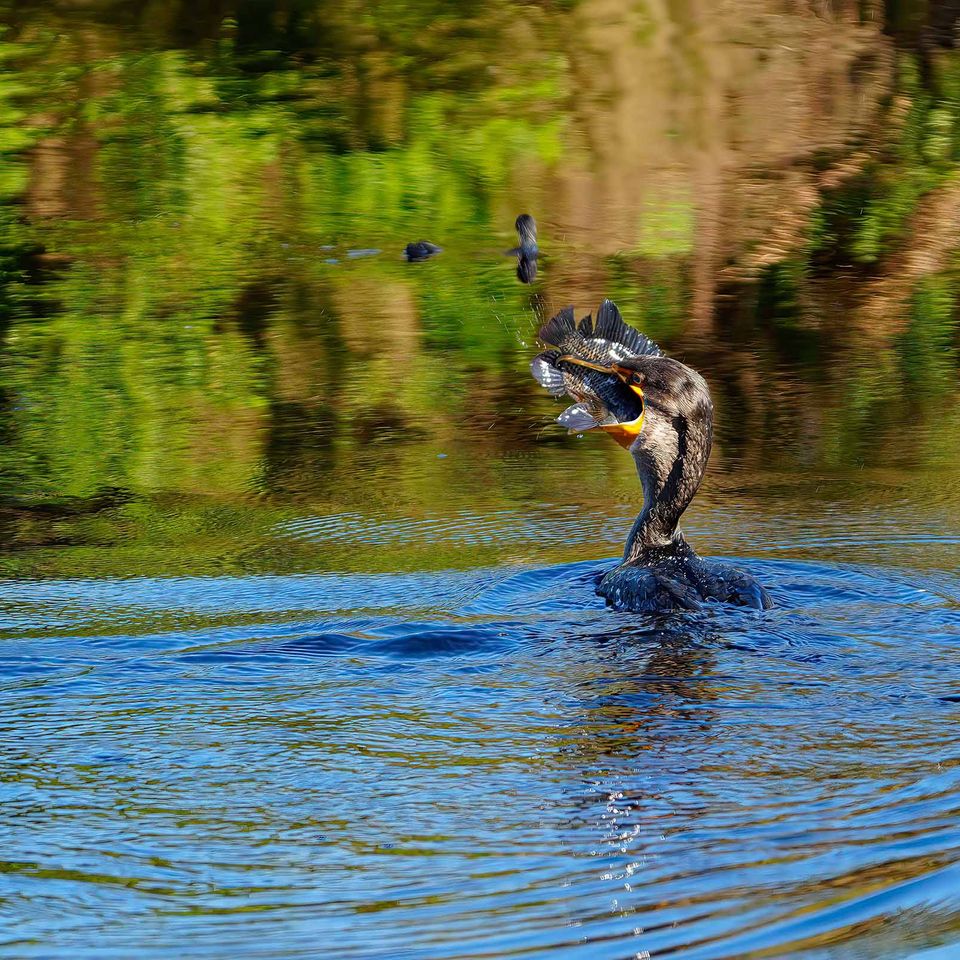 Bird eating fish perfect for website
