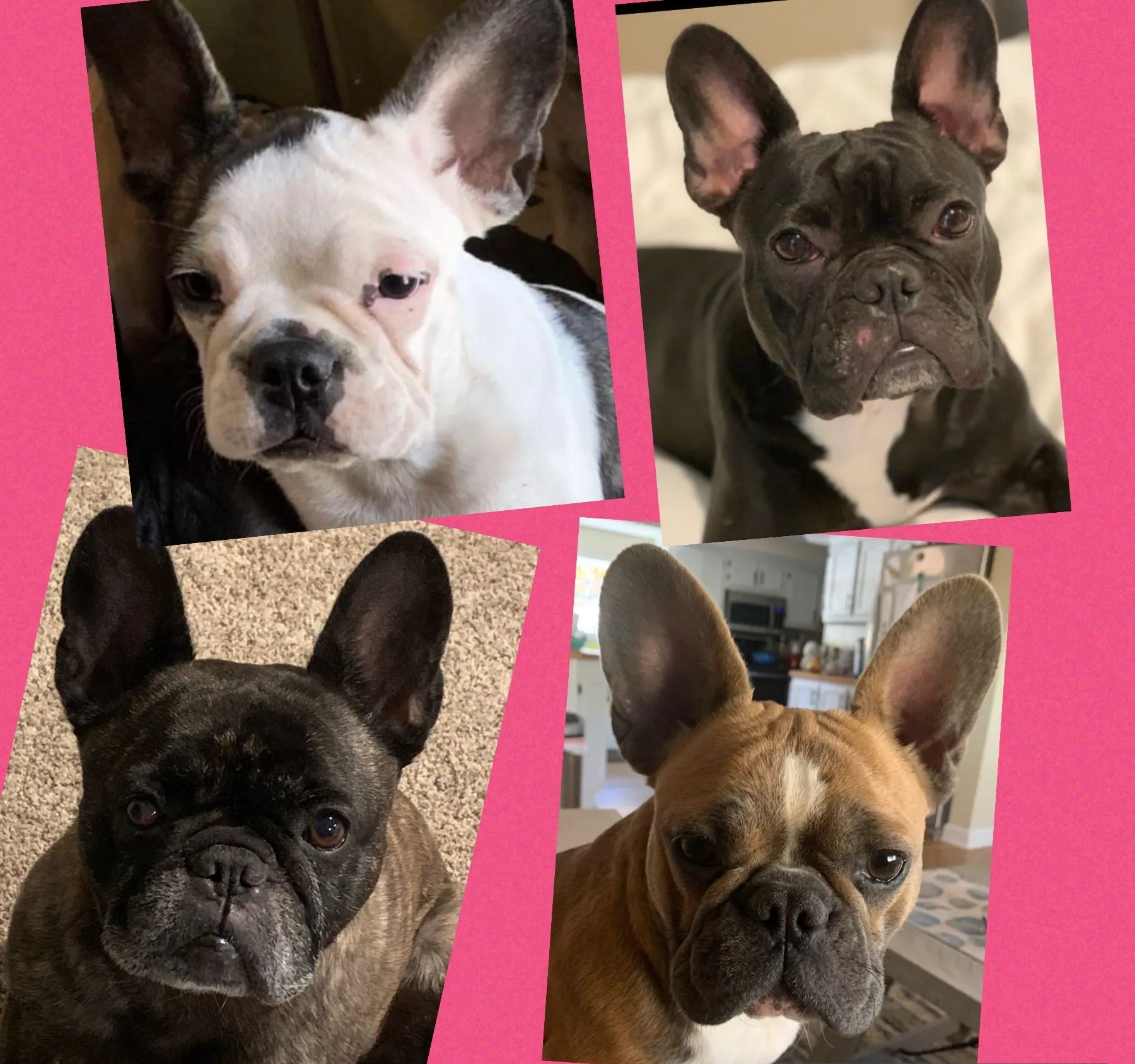 Sweetwater Frenchies