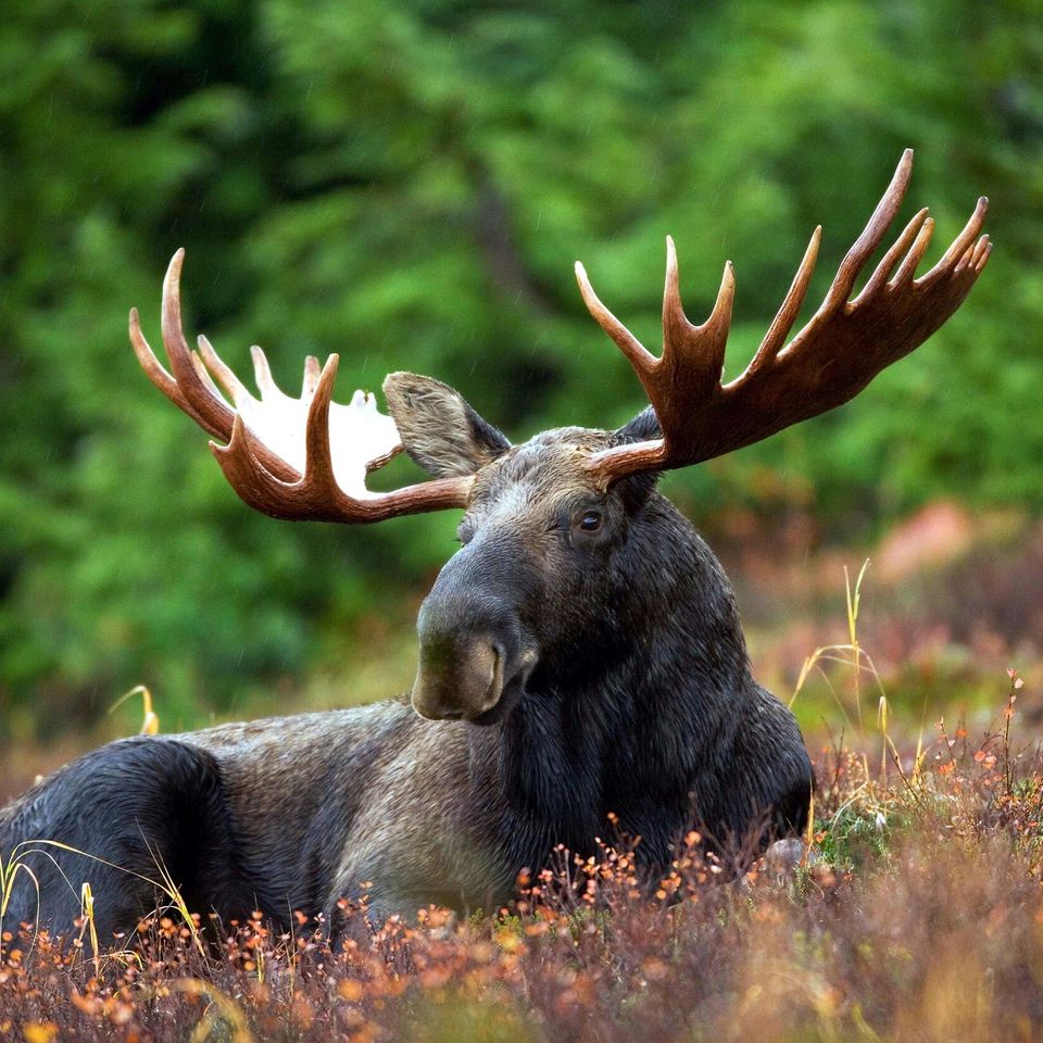 Moose g2bb1ef25e 1920