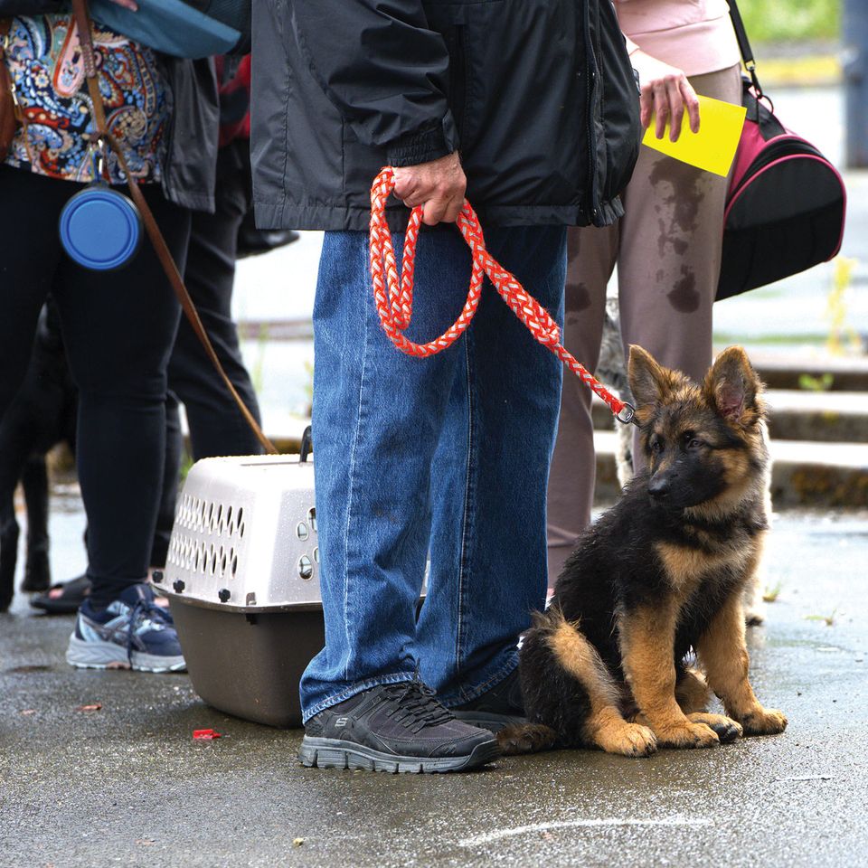 Gsd puppy in line 6.6.26