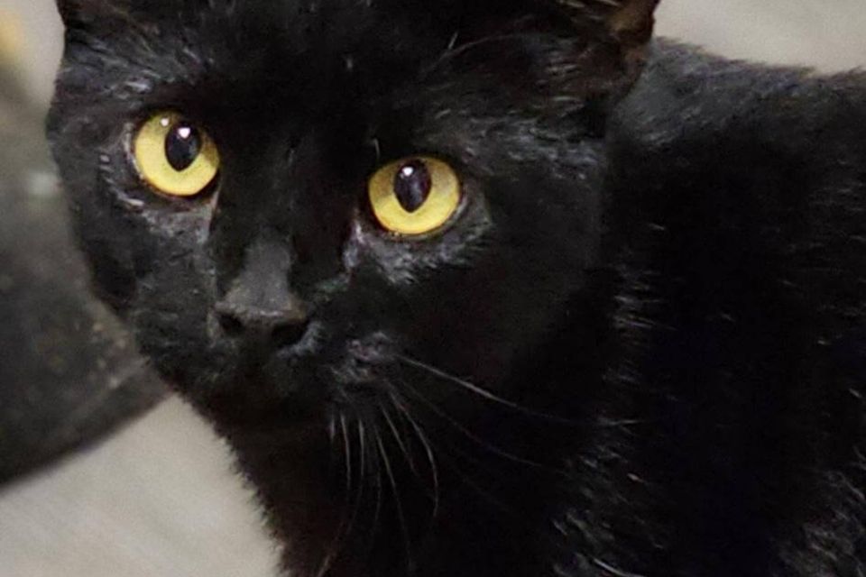 Getattachmentthumbnail (9)