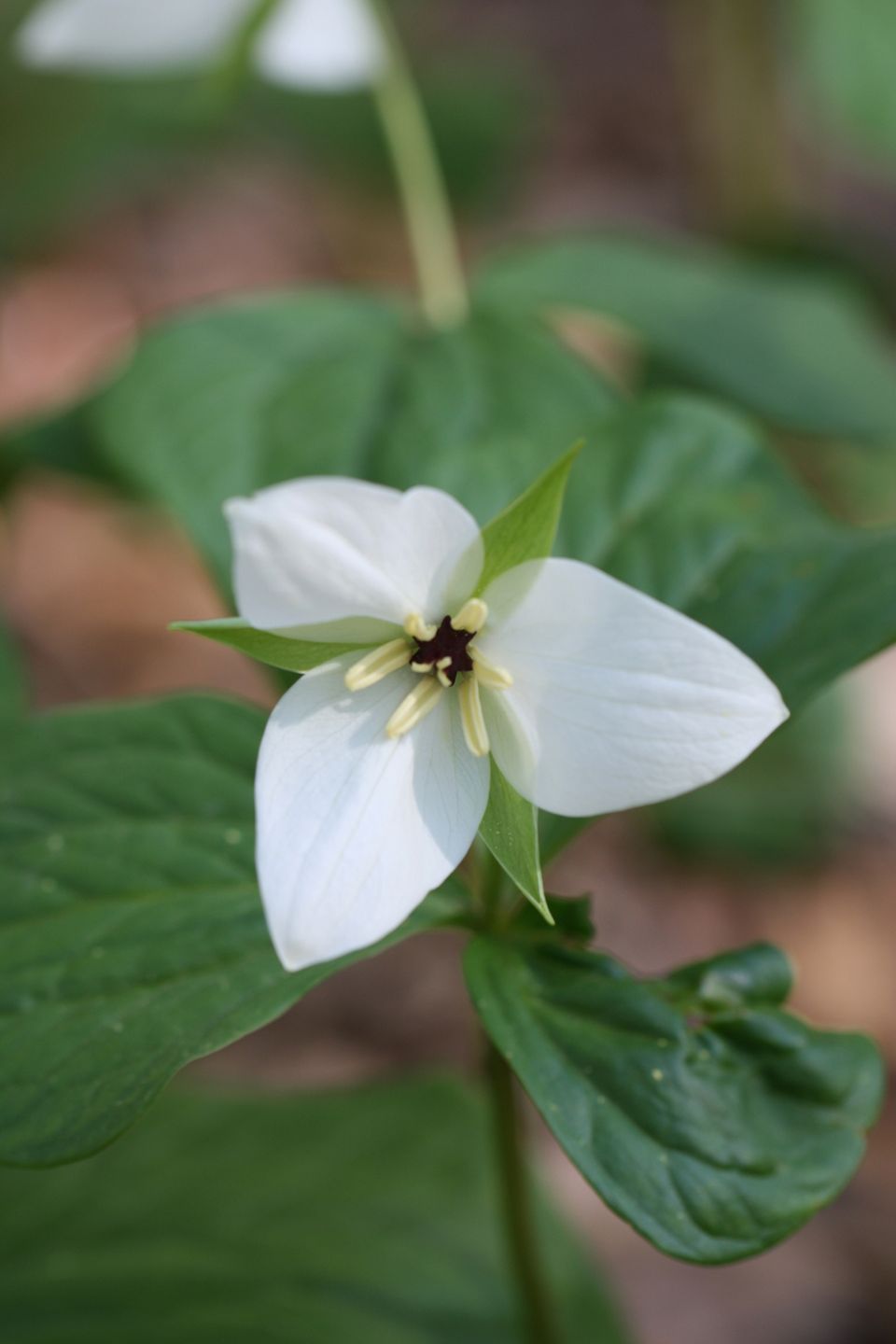 Nativeplanttrust trillium simile jewelled wakerobin