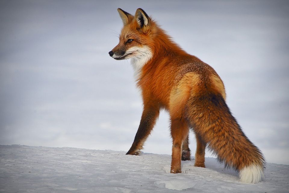 Fox gb17101c72 1920