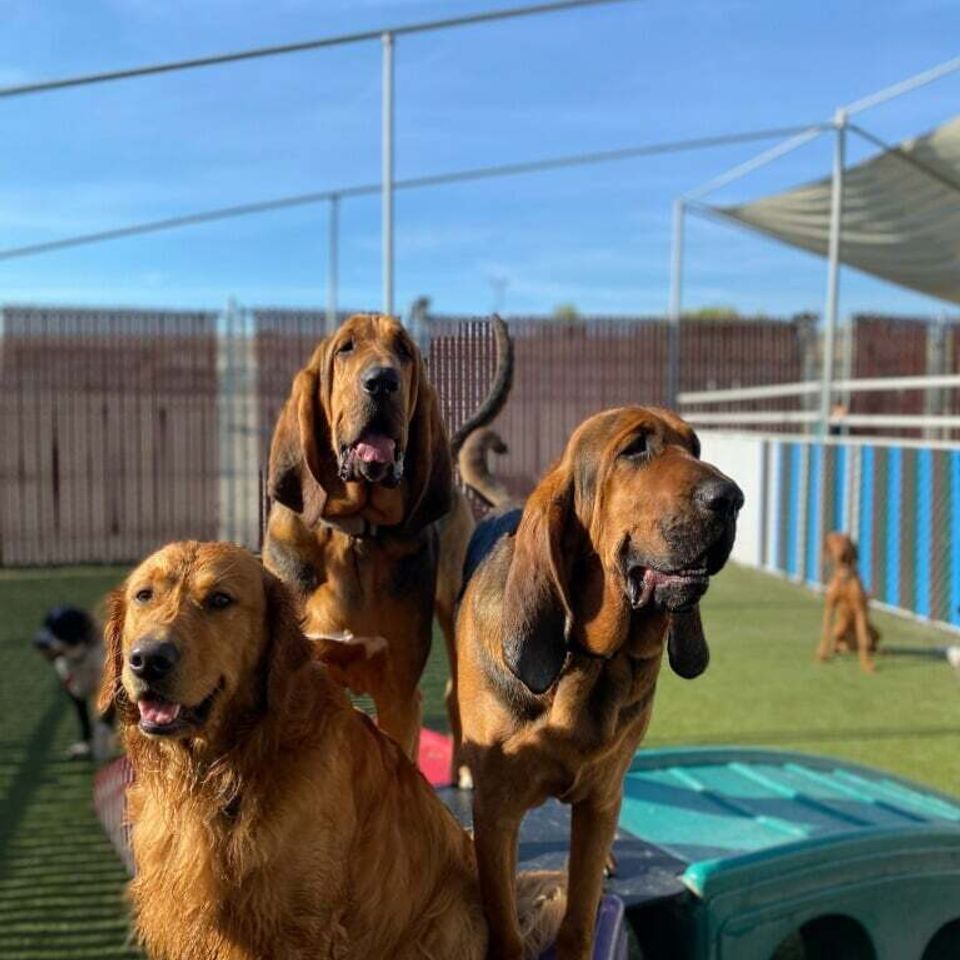Happy dogs day care nampa id