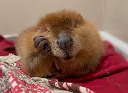 Nibi the beaver