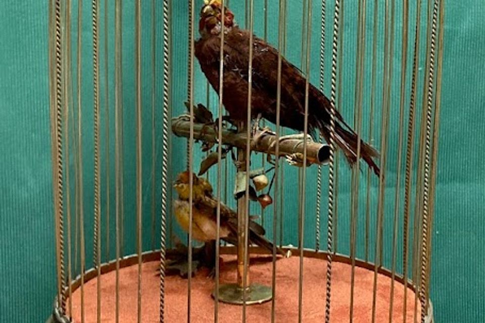 Brown bird in cage after