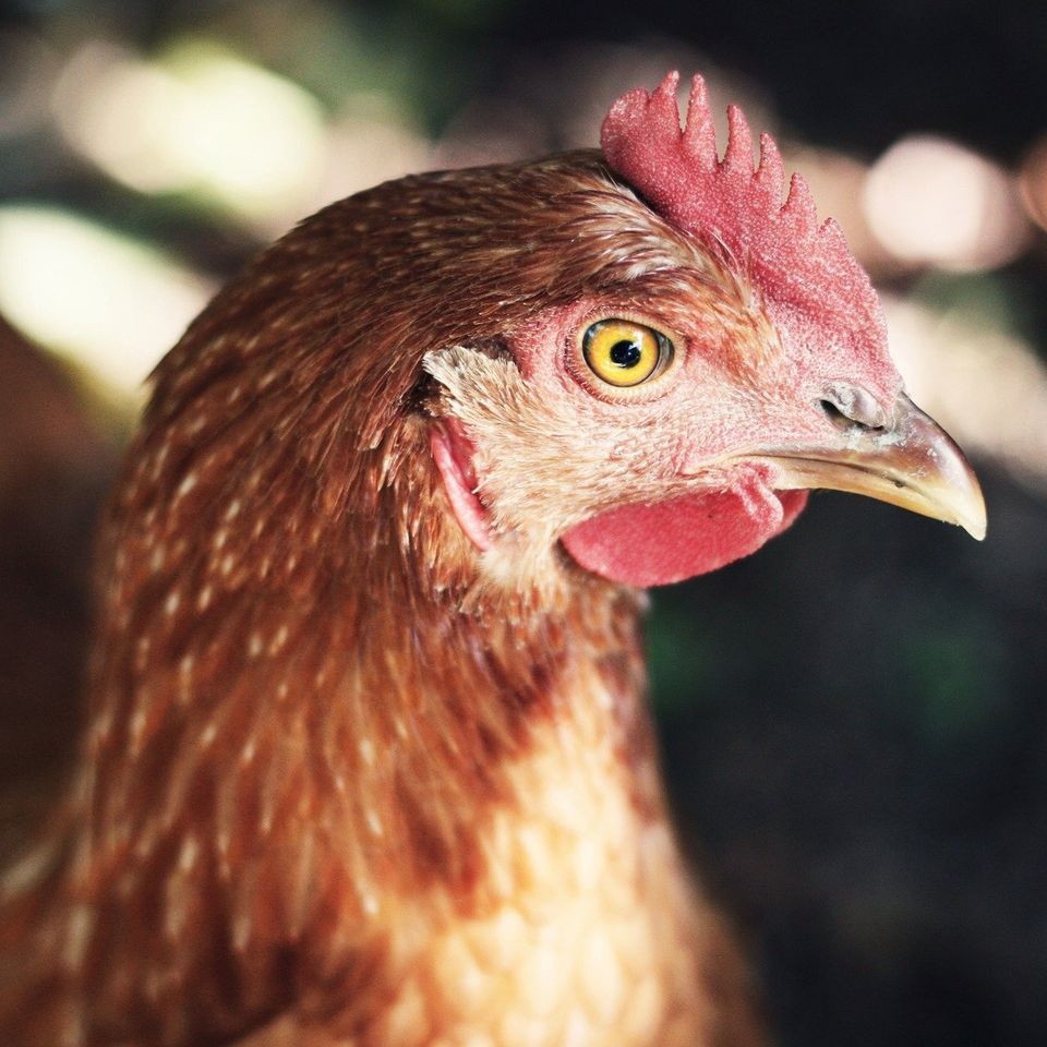 Rooster g17cedabaf 1920