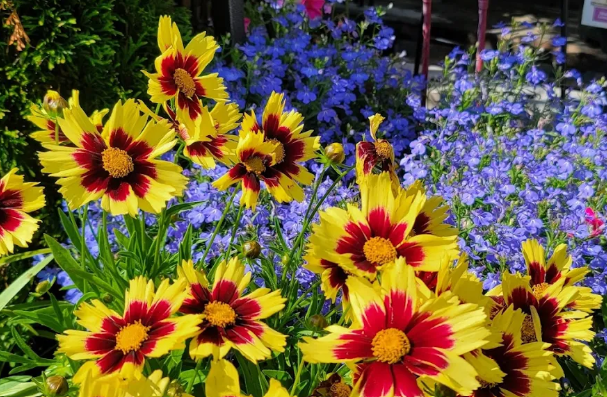 Annuals four seasons