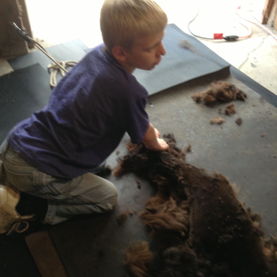 Shearing 2013  8