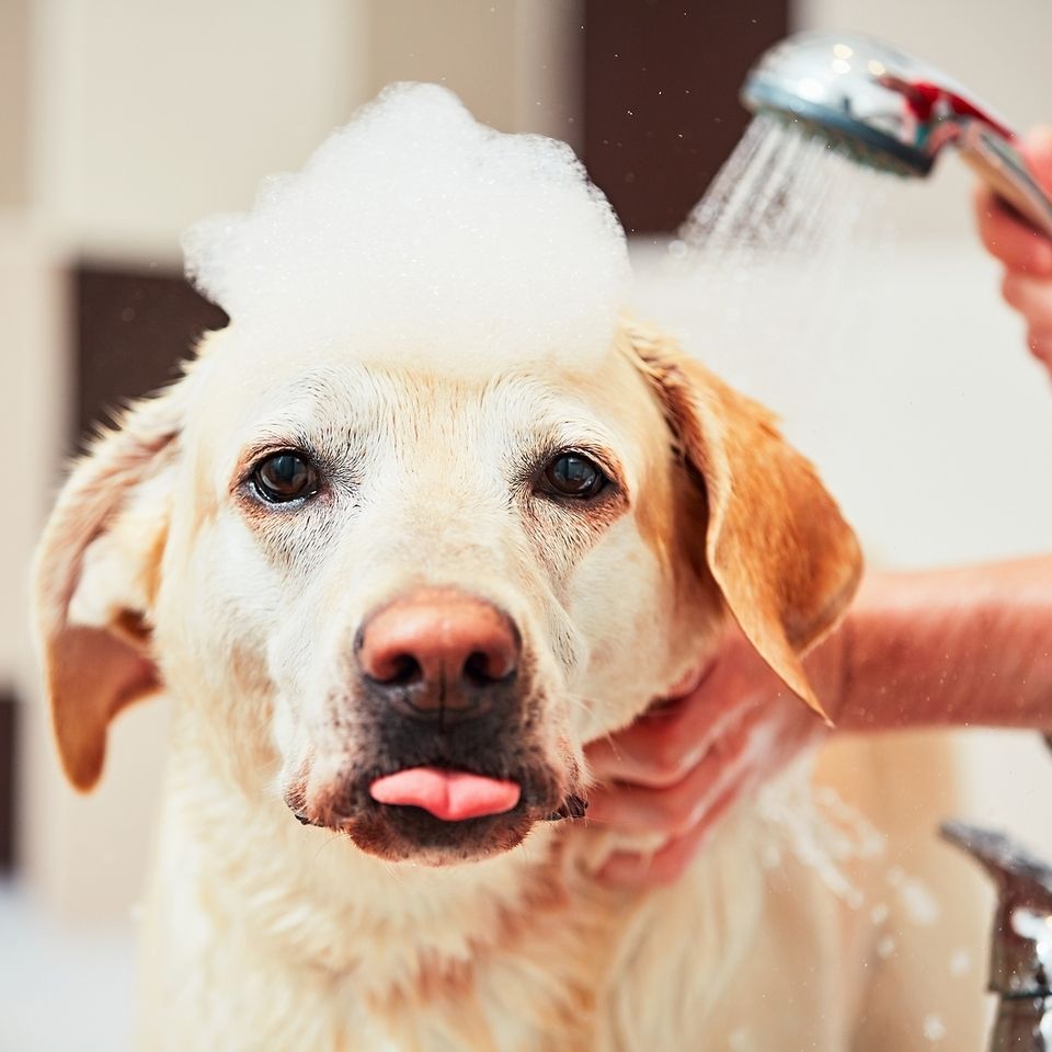 vet in rockingham county, vet in reidsville, wentworth animal hospital, grooming in reidsville, boarding in reidsville, dog kennel in reidsville, cat kennel reidsville