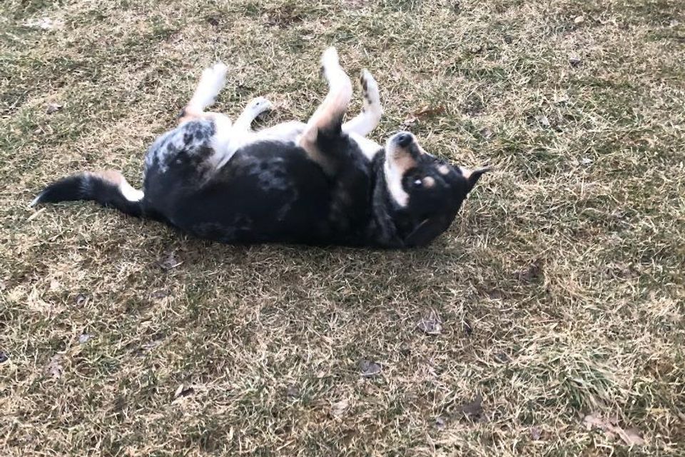 Blackdogrolling