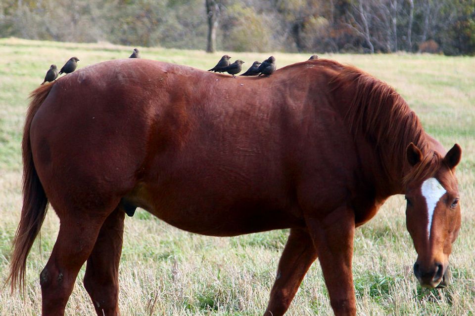 Cxa4
