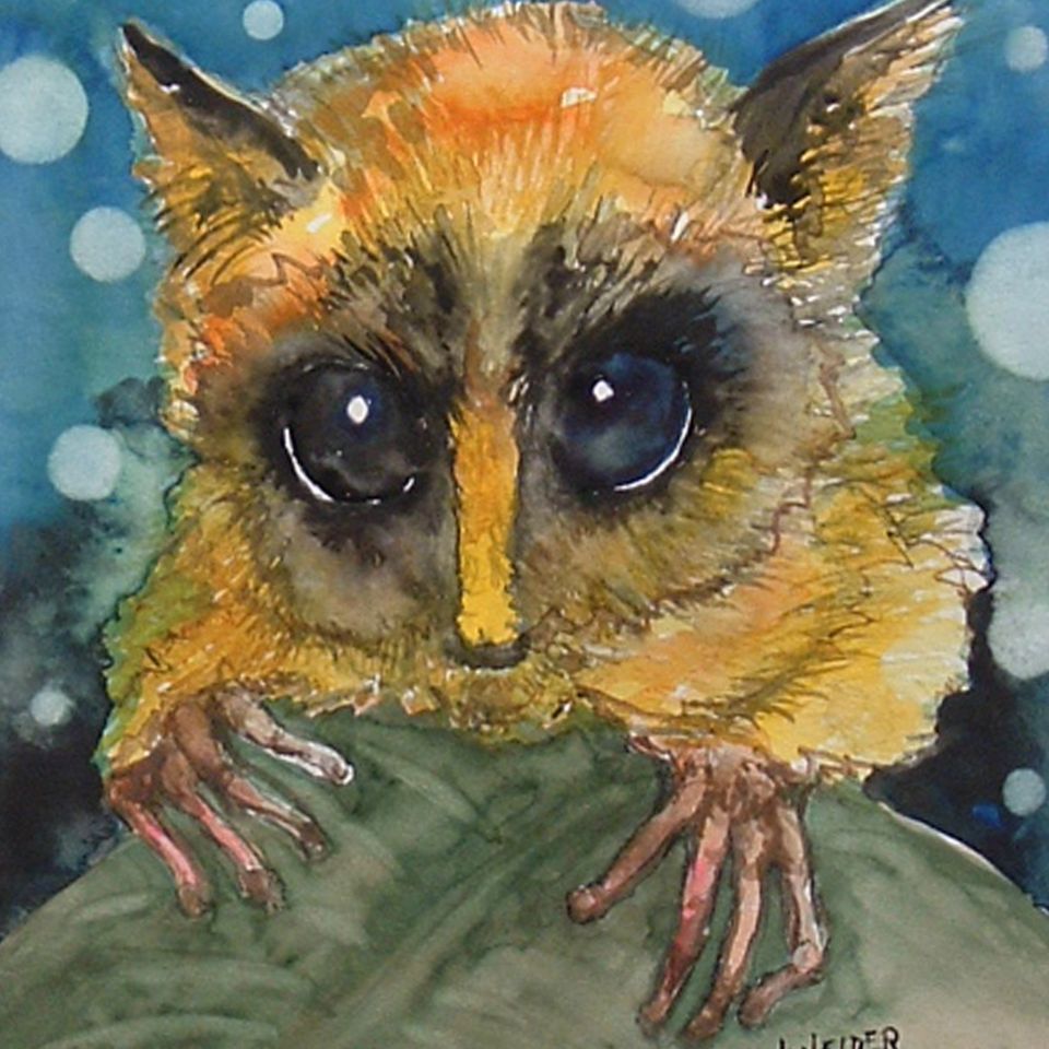 Bush baby