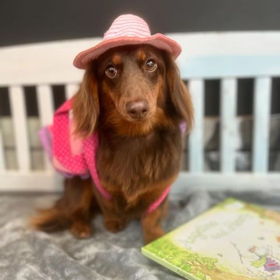 Pink hat brown dog