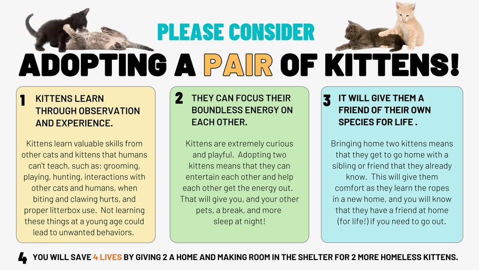 Cats & Kitten Rehoming & Adoption - How It Works