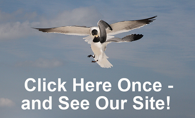 Seagull of our dreams see us