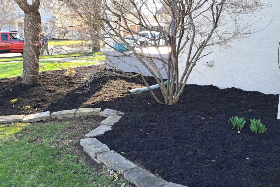 Fresh black mulch installed around trees and landscape beds with decorative stone edging.