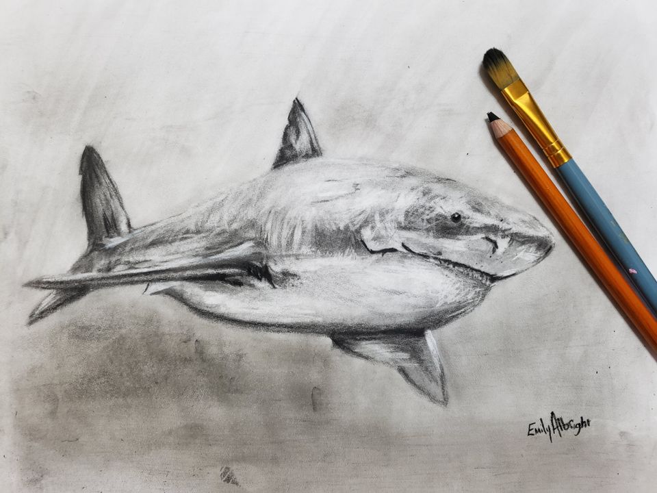 great white shark realistic charcoal drawing by artist Emily Albright