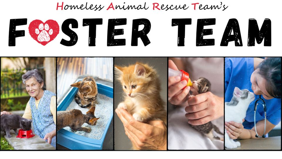 Foster team (3)