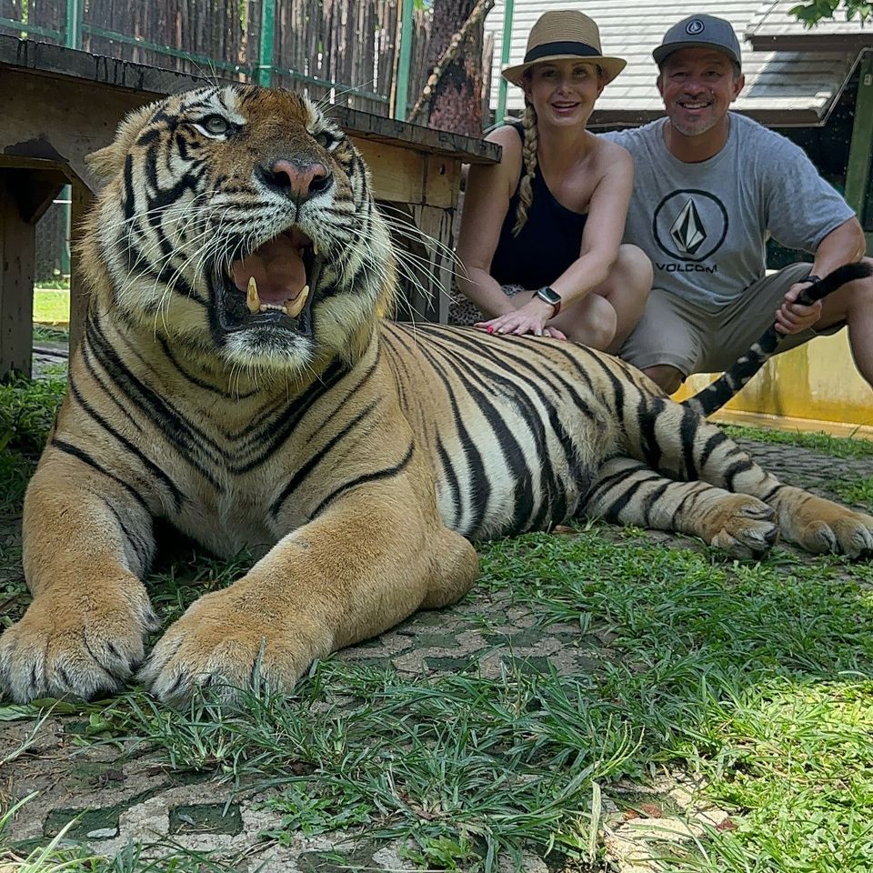 Phuket tiger