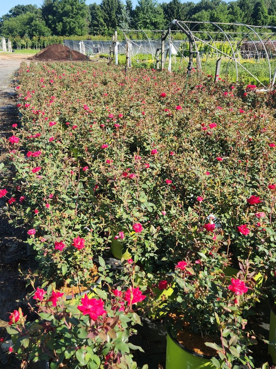 Nursery 5