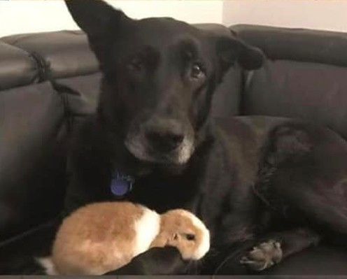 Rambo   thumper