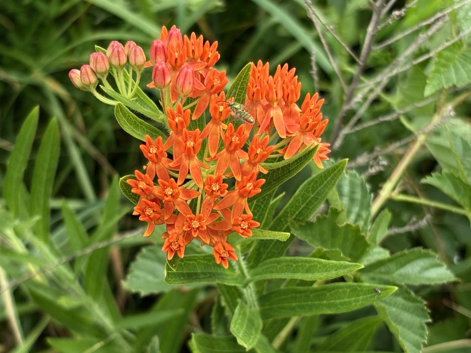 Butterfly milkweed