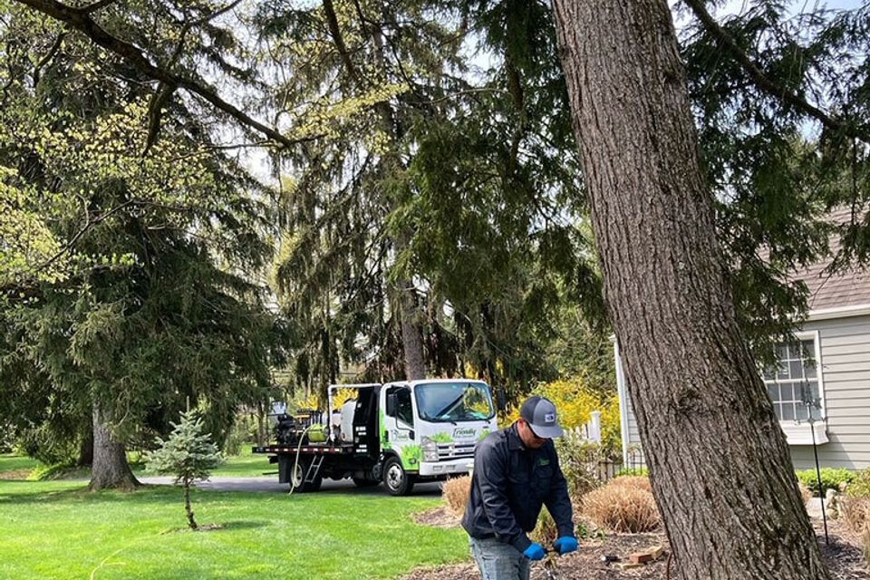 Soil injection treatment of a hemlock for hemlock wooly adelgid and hemlock scale