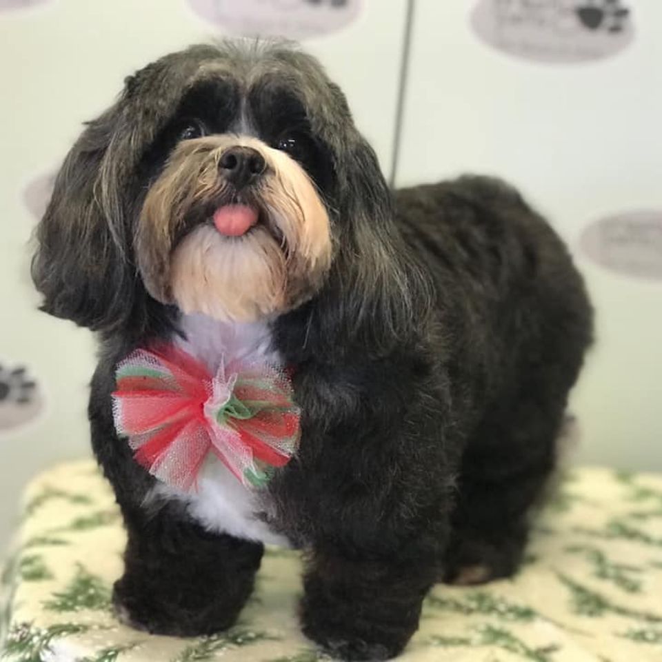 Prestigious pets salon   hotel callout pet styling 01