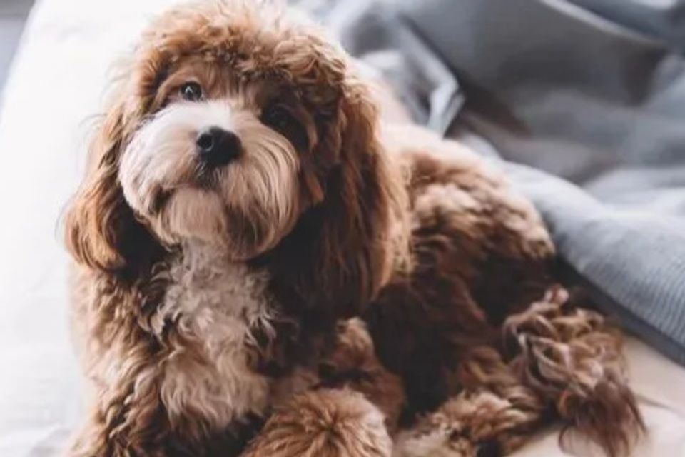 Pet on a bed at a doggie daycare
