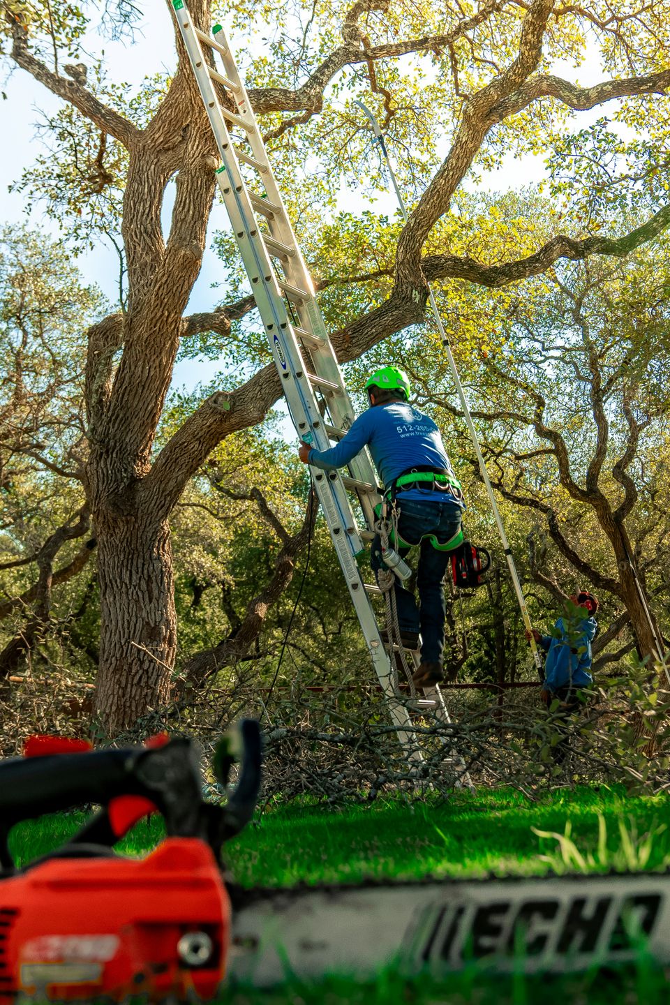 Plumas Lake Tree Trimming