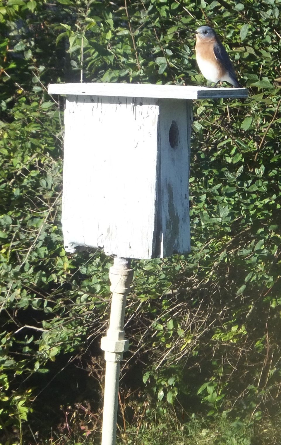 Whitebox