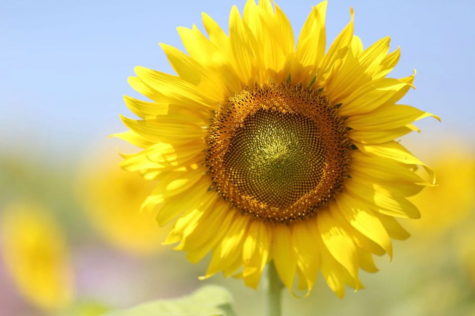 The power of flowers   5 flowers that have amazing beauty benefits