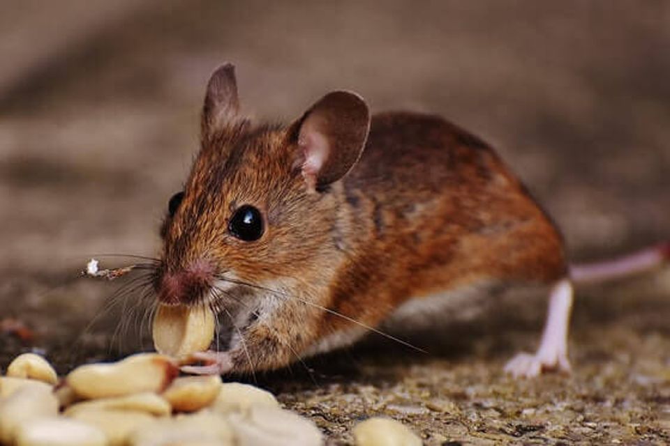 Rat