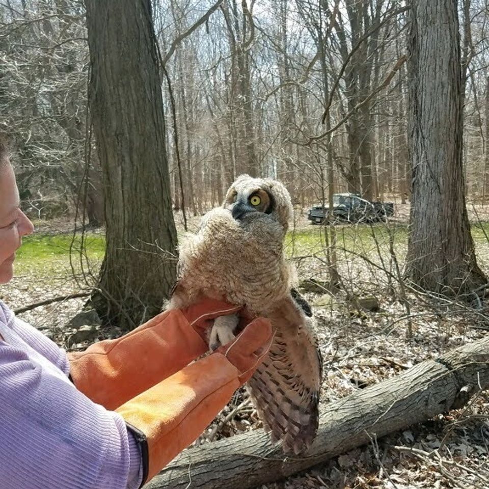 Brandi with a rescue owl