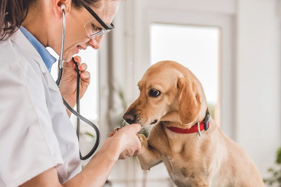 Animal clinic