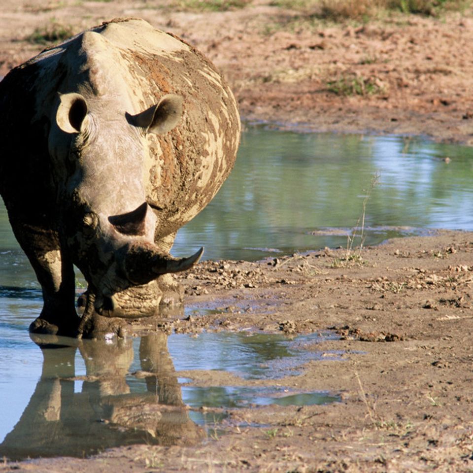 Chuckgraham whiterhino img03320130104 32090 1bzhp3w 0