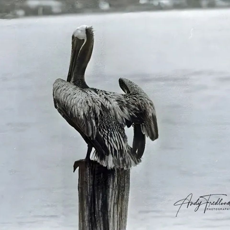 FMB Photos, FMB Photography, Photos for Sale, Portraits for Sale, Fort Myers Beach Photos, Pictures for Sale, Portraits for Sale Near Me, Photos for Sale Near Me, 